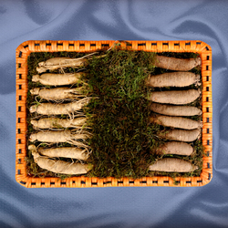 더덕수삼세트 9호 1.5kg(20~24뿌리)